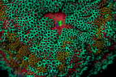 Fluorescent Sea Anemone