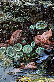 Pacific Tidepool