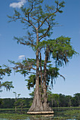 Bald cypress,Taxodium distichum