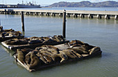 California Sea Lions