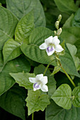 Invasive Chinese Violet