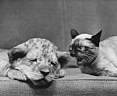 Lion Cub and Siamese Cat