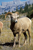 Rocky Mountain Big Horn Ram