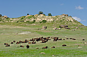 American Bison Herd