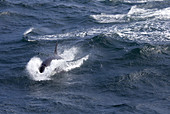 Killer Whale in Weddell Sea