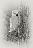Great Horned Owl,Bubo virginianus