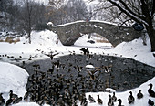 Ducks in Central Park