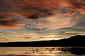 Sandhill Cranes Roosting at Sunset
