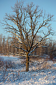 Bur Oak in winter