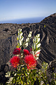 'Ohi'a lehua