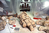 Mammoth Foot