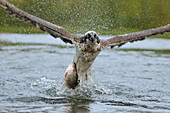 Osprey Catching Trout