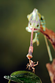 Veiled Chameleon Catches Cricket