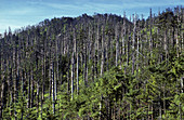 Acid Rain Damage on Mt. Mitchell