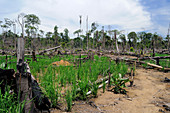 Swidden agriculture,Indonesia