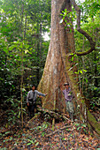 Koompassia,Indonesia