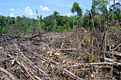 Forest clearance,Indonesia
