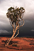 Juniper Tree and Storm,USA