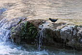 American Dipper on Havasu Falls