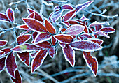 Frost on Blueberry Leaves