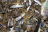Shrimp Trawler Bycatch