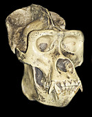 Gorilla Skull Cast