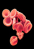 Red blood cells,SEM