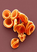 Red blood cells,SEM