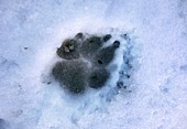 Dog paw print in the snow