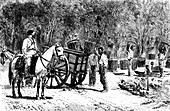 19th Century coffee farming,Brazil