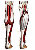 Leg muscles,19th Century illustration