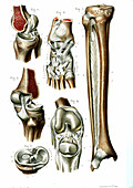 Knee and ankle joints,illustration