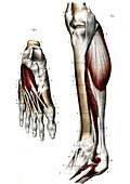 Leg and foot muscles,19th C illustration