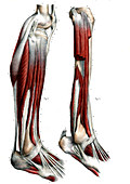 Leg anatomy,19th Century illustration