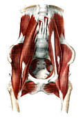 Pelvic and abdominal muscles