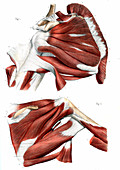 Shoulder muscles,19th C illustration
