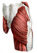 Human thigh muscles,19th C illustration