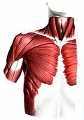 Chest muscles,19th C illustration