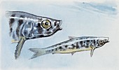 Extinct fish,illustration