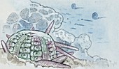 Sea urchin,illustration