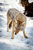 Male coyote in snow