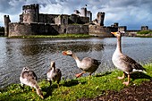 Greylag geese and Caerphilly Castle