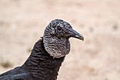 Black vulture head