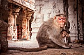 Bonnet macaque and young