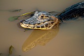 Yacare caiman,Pantanal,Brazil