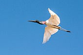 Jabiru stork in flight