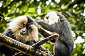 Lion-tailed macaques