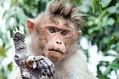 Male bonnet macaque