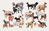 Different breeds of dogs,illustration
