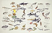 Fish,27 orders,illustration